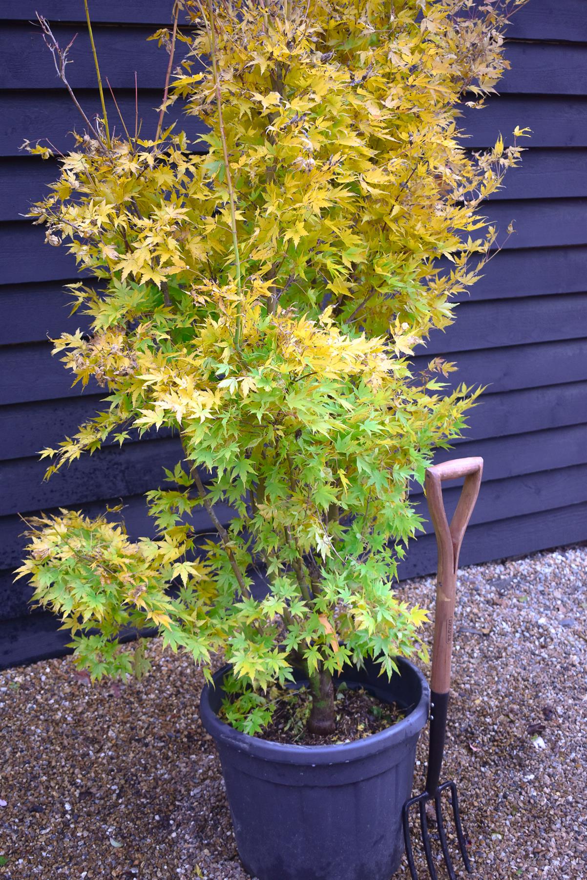 Red Bark Japanese Maple | Acer palmatum 'Sango-kaku' | Red Bark Maple - Bushy - Height 200-250cm - 55lt