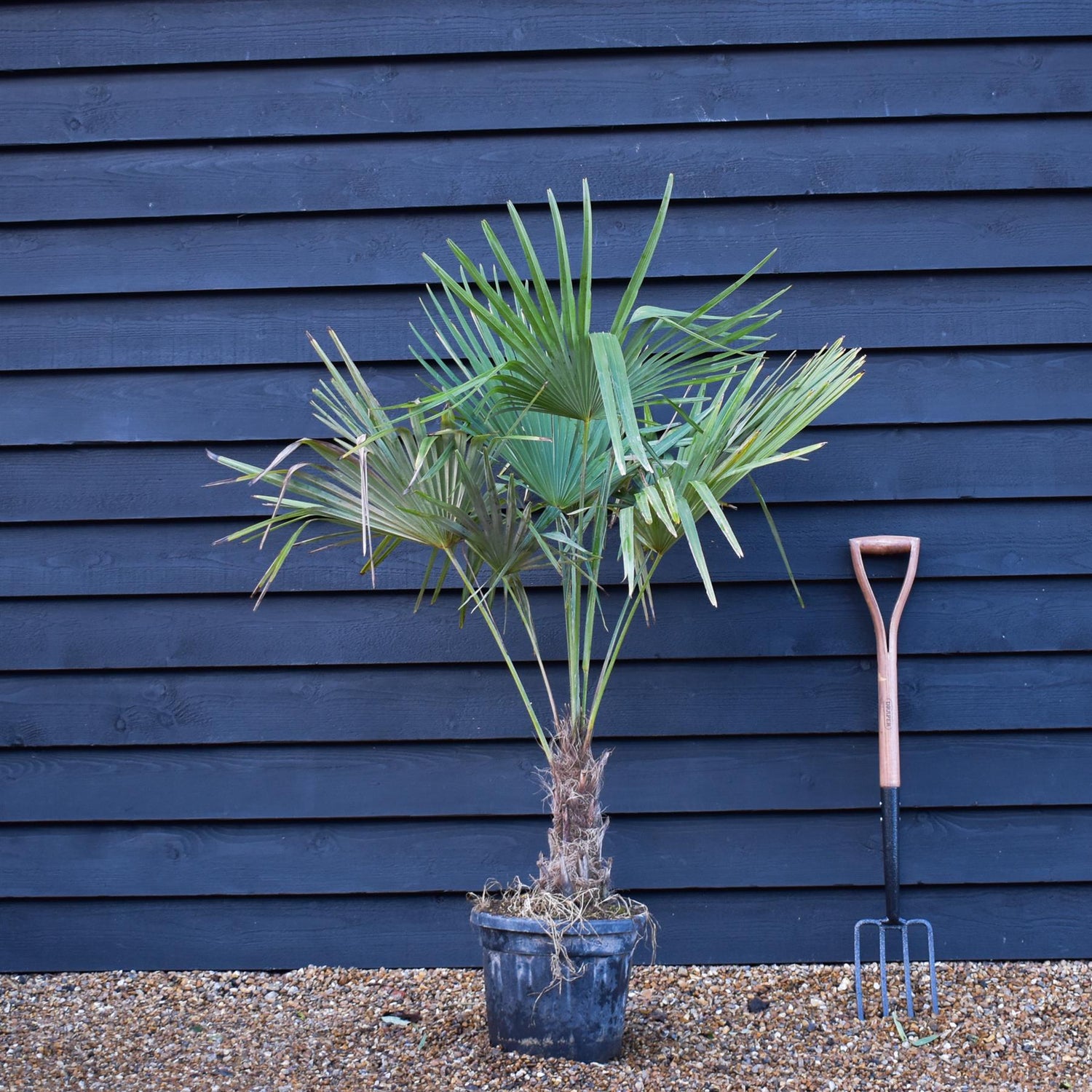 Trachycarpus fortunei | Chusan Palm - Height 130-140cm - 20lt