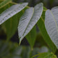 Juglans Nigra - Black Walnut Tree - Clear Stem - Standard - Girth 10-12cm - 300-320cm - 70lt