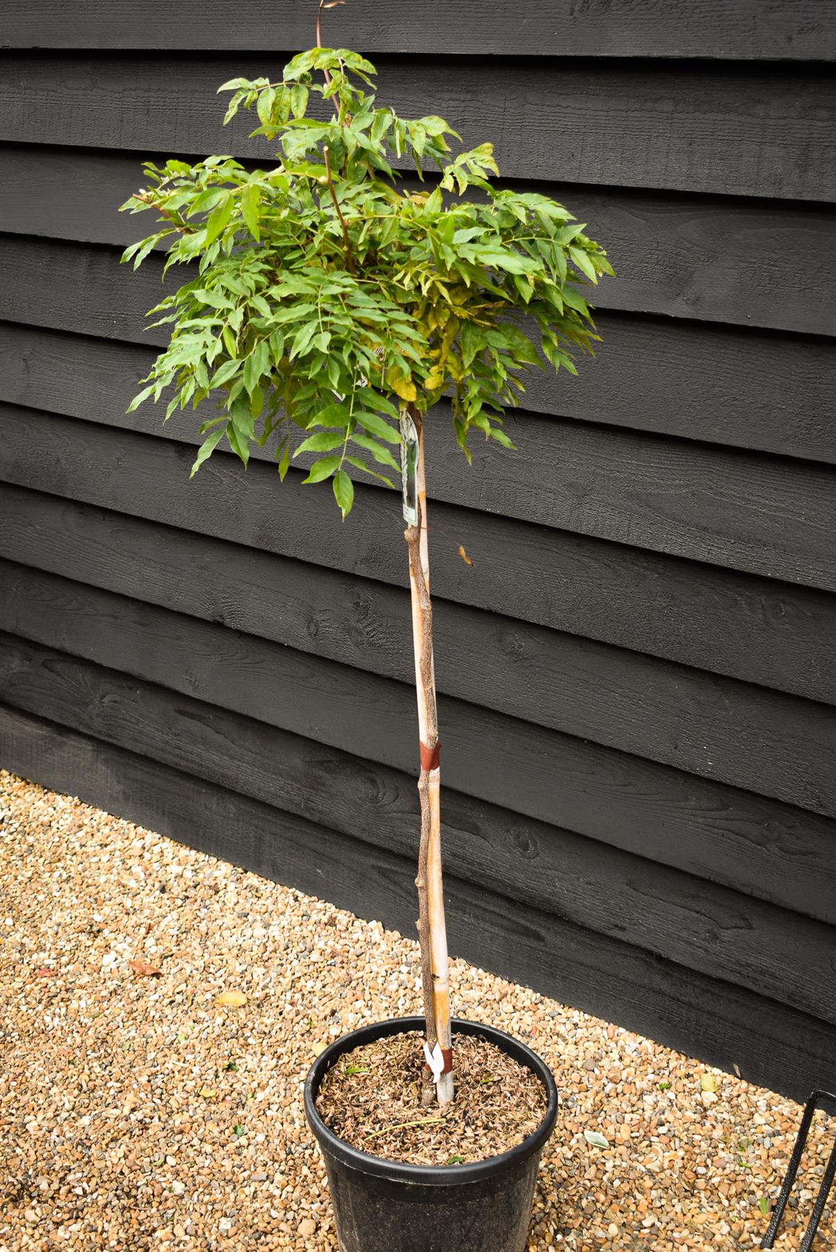 Wisteria sinensis 'Alba' - White flower - Clear Stem 80cm - Height 130-150cm - 18lt