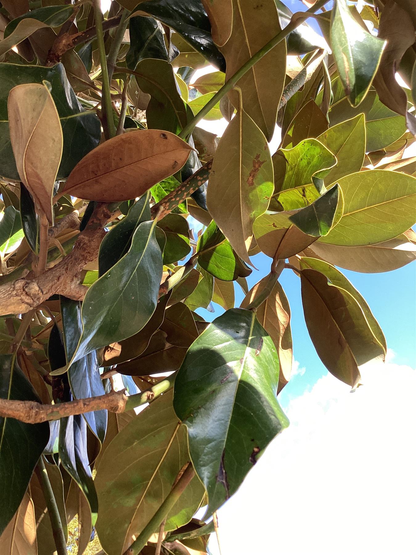 Magnolia Grandiflora | Evergreen Magnolia - 500-530cm, 300lt