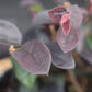 Loropetalum chinense | Loropetalum 'Plum Gorgeous' - 3lt