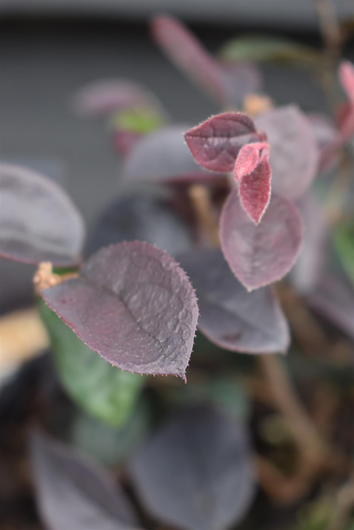 Loropetalum chinense | Loropetalum 'Plum Gorgeous' - 3lt