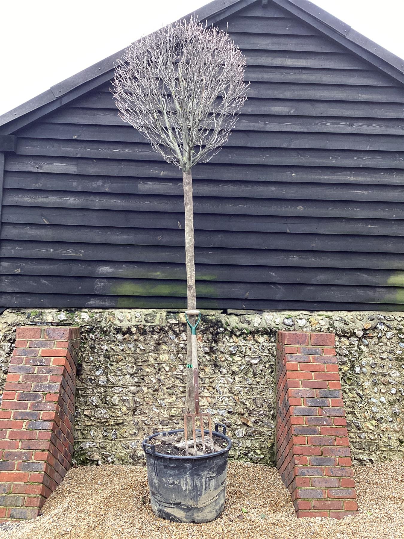 Carpinus betulus Fastigiata Ball | Common Hornbeam - 450cm, 130lt