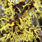 Hamamelis x intermedia 'Westerstede' | Witch hazel - Height 150cm - 25lt