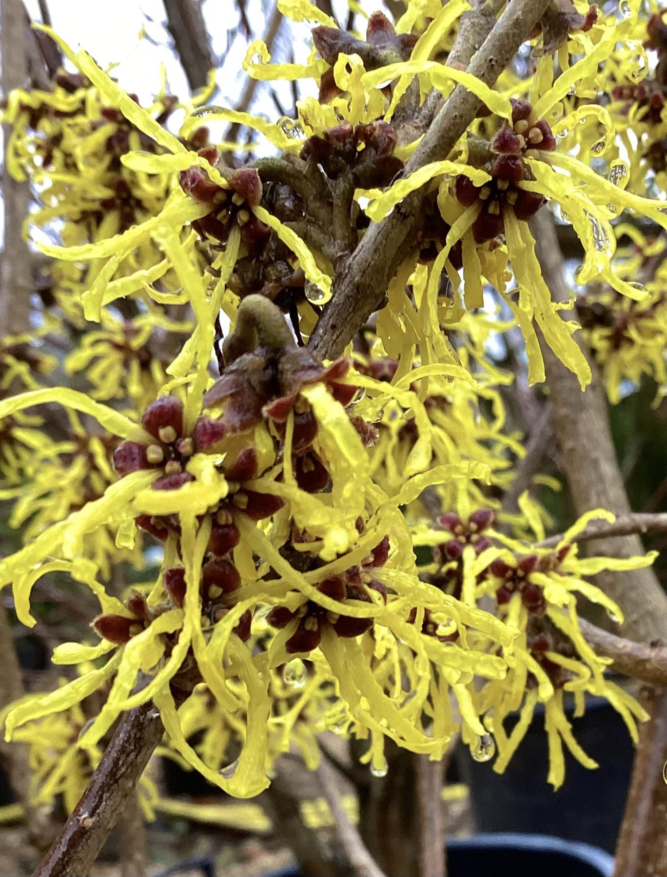 Hamamelis x intermedia 'Westerstede' | Witch hazel - Height 150cm - 25lt