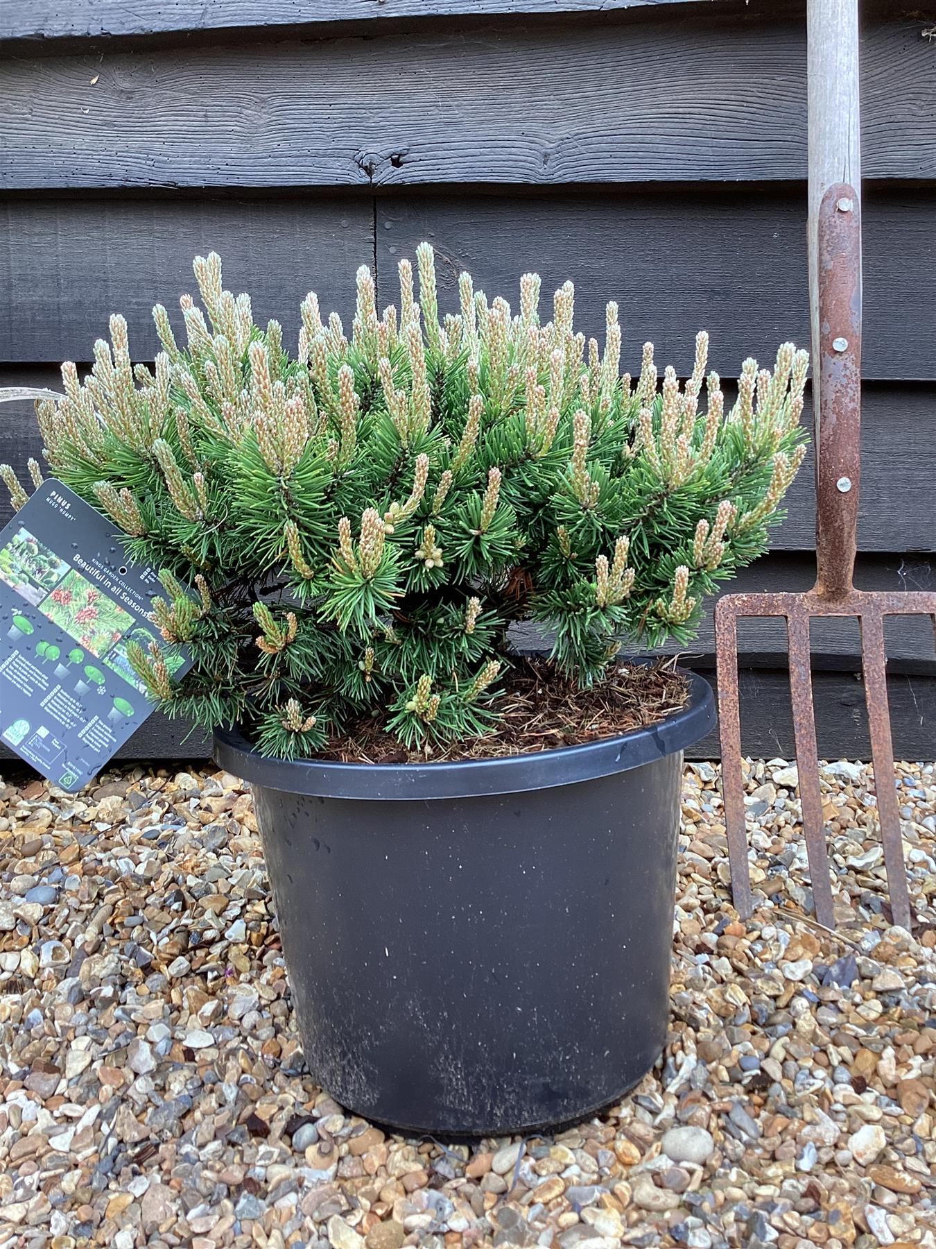 Pinus mugo 'Humpy' | dwarf mountain pine 'Humpy' - Height 81cm - Width 55-65cm - 12lt