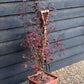 Japanese maple 'Shaina' | Acer palmatum - Bushy - Height 100-130cm - 18-20lt