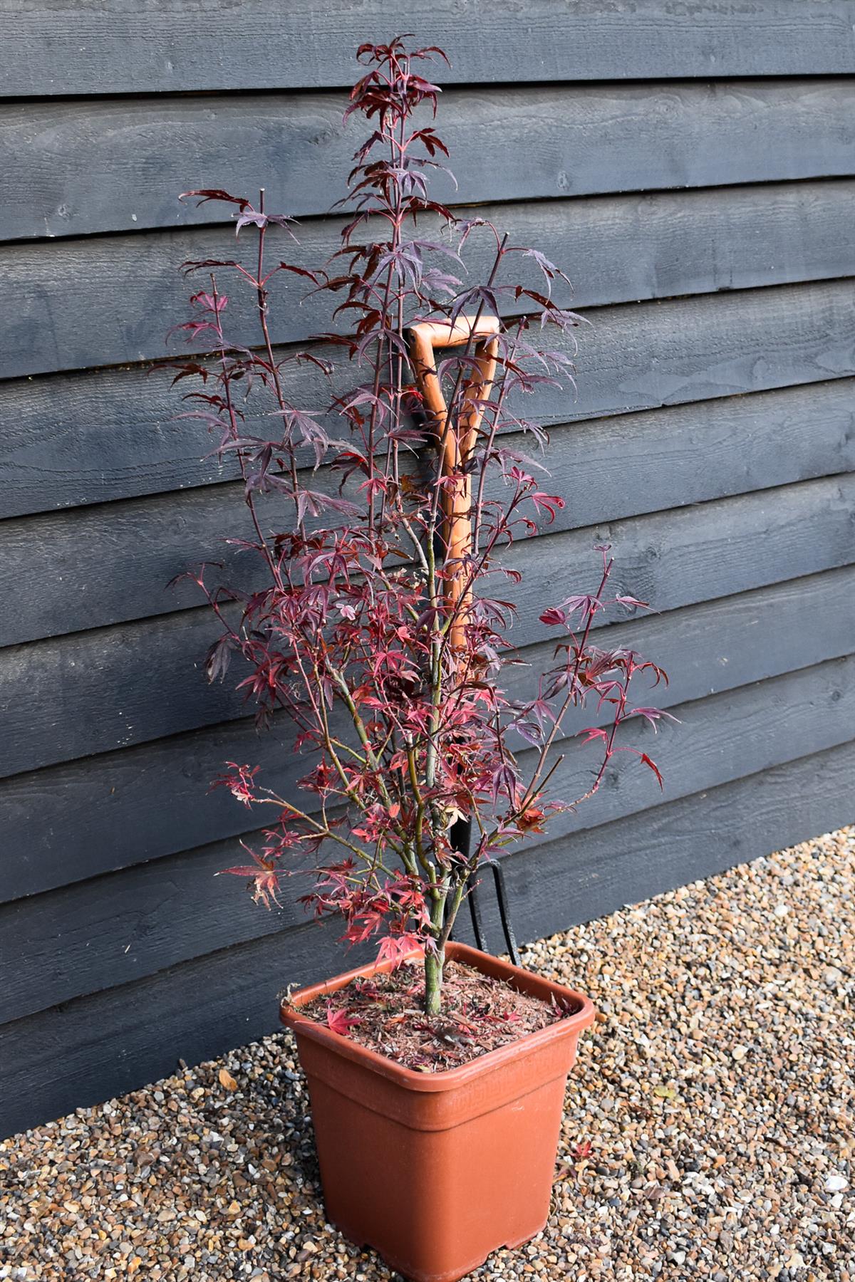 Japanese maple 'Shaina' | Acer palmatum - Bushy - Height 100-130cm - 18-20lt