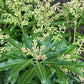 Pieris 'Forest Flame' - Shrub - Height 30-40cm - Width 40cm - 7lt