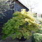 Acer dissectum 'Viridis' | Japanese maple Viride - Girth 20cm -  220-240cm - 230lt