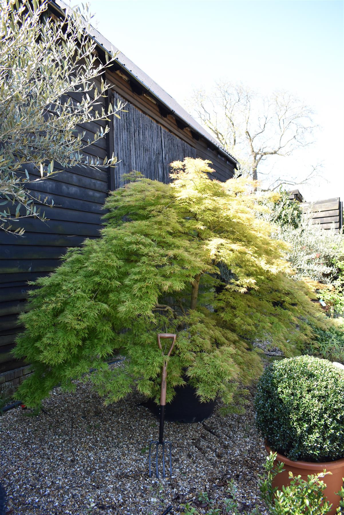 Acer dissectum 'Viridis' | Japanese maple Viride - Girth 20cm -  220-240cm - 230lt