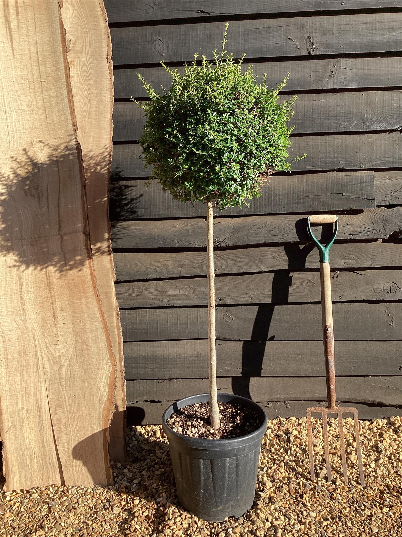 Ligustrum jonandrum | Delavay Privet Tree 1/2 std - 140-160cm, 25lt