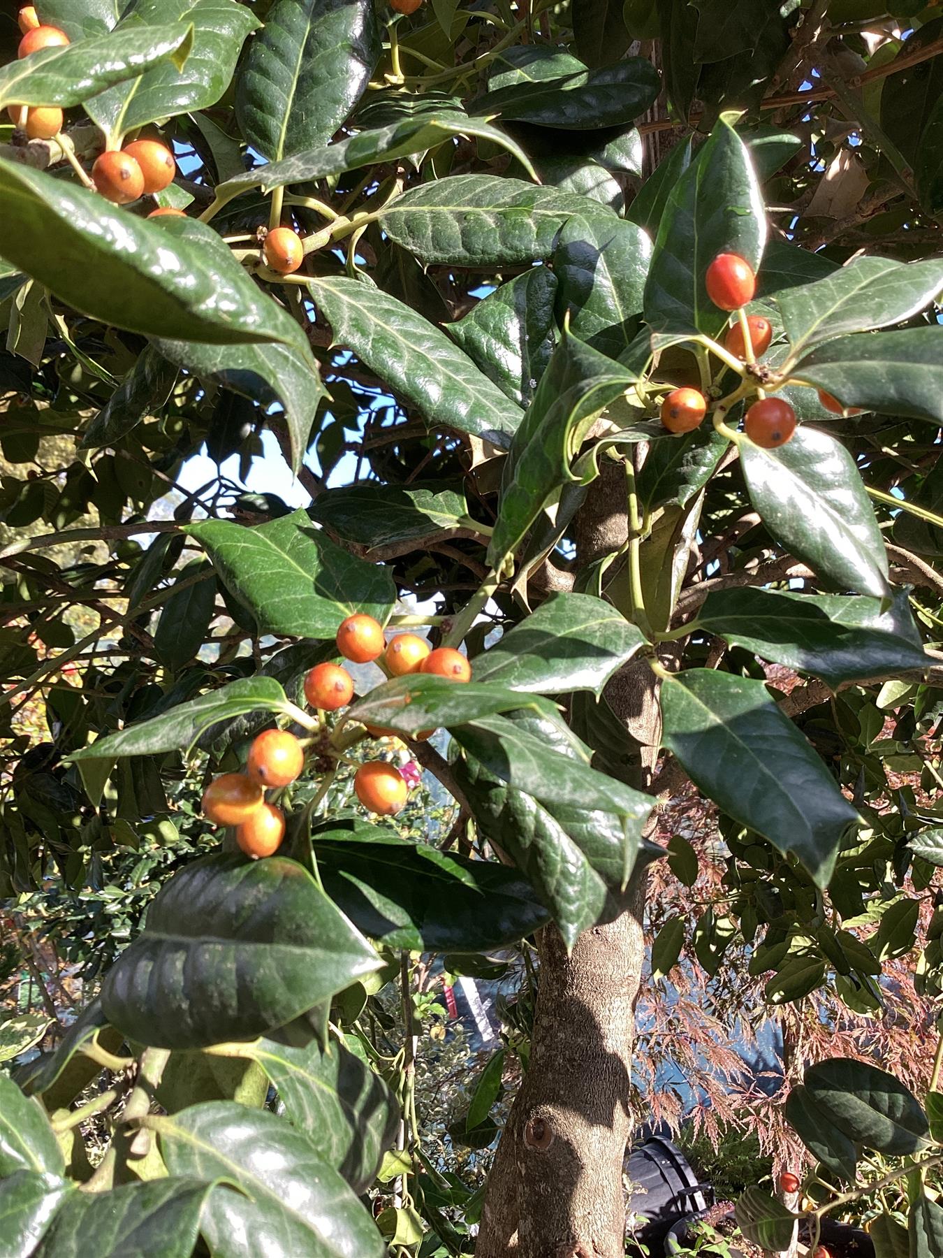 Ilex 'Nellie R. Stevens' | Holly 'Nellie R. Stevens' - 400-410cm, 230lt