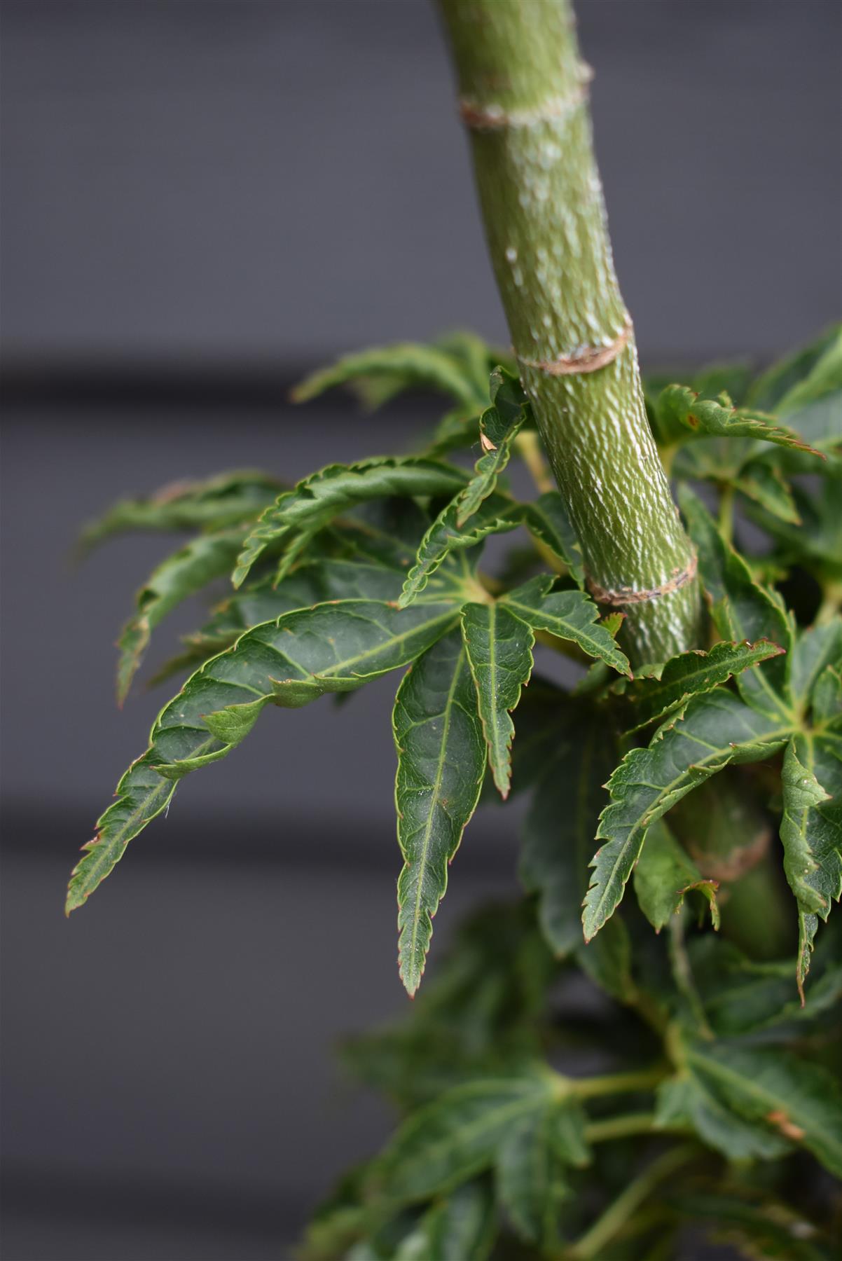 Acer palmatum 'Crispifolium'  (Shishi Gashira Maple) - 130cm, 45lt