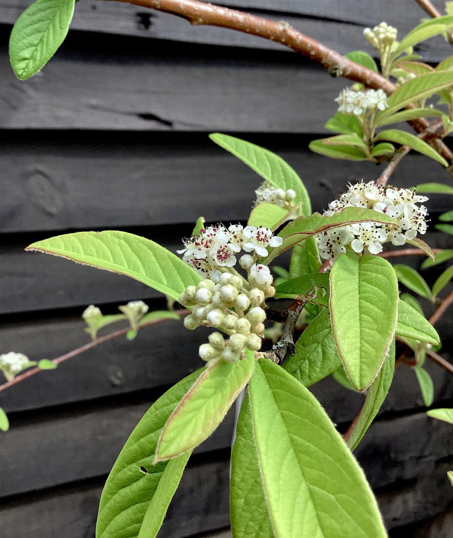 Cotoneaster 'Rothschildianus' | Willow-Leaved Cotoneaster - 160-180cm - 12lt