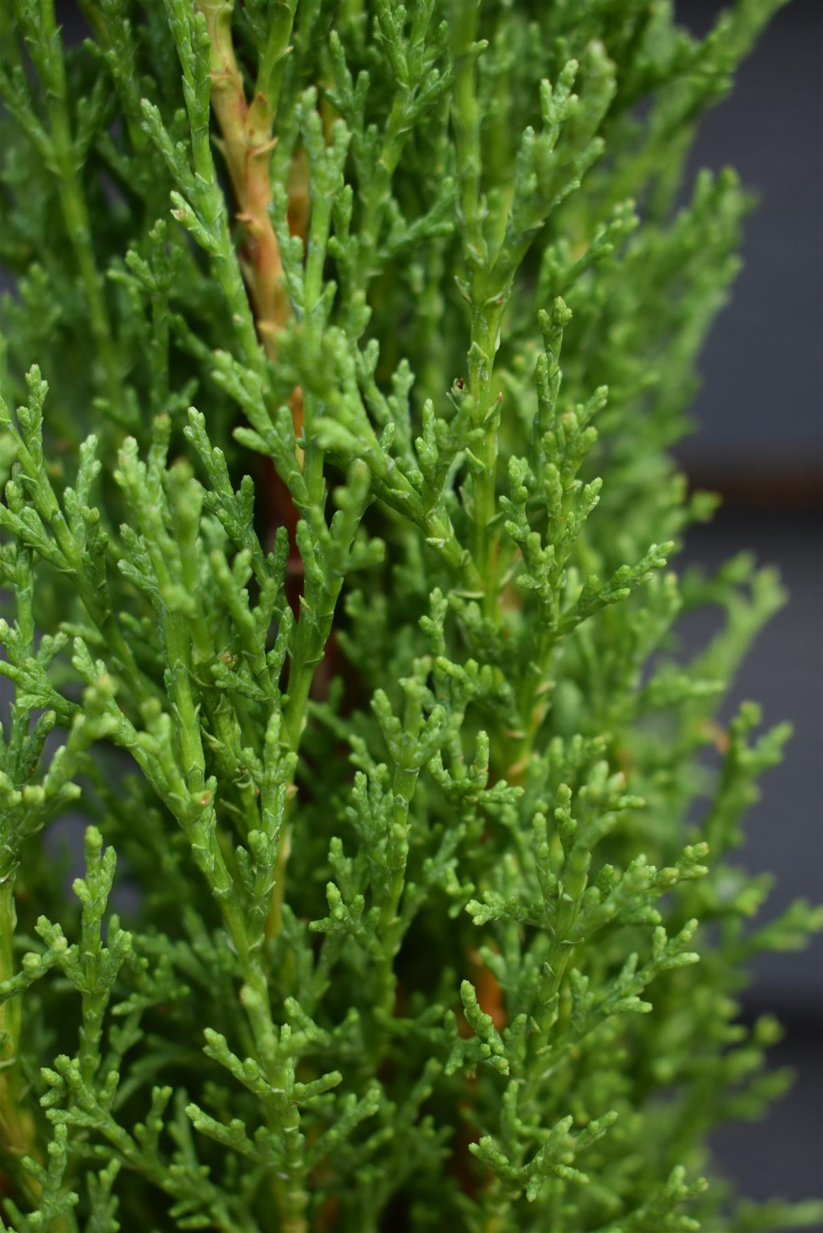 Cupressus sempervirens | Italian Cypress - Height 90-100cm - 10lt