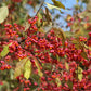 Euonymus Europaeus 'Red Cascade' | Spindle 'Red Cascade' - Height 220-270cm - 20lt