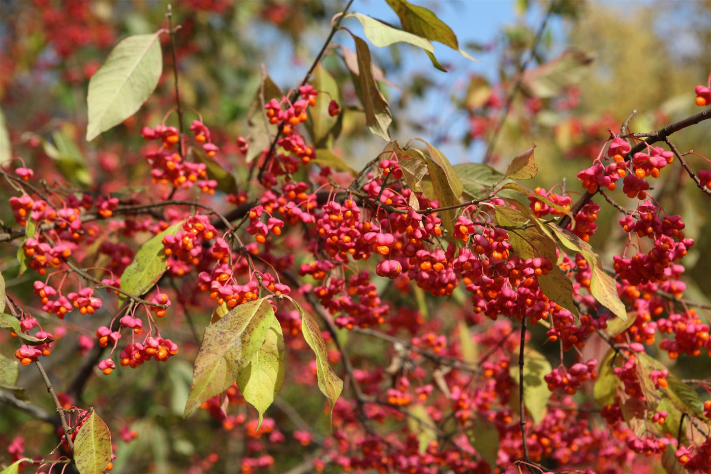 Euonymus Europaeus 'Red Cascade' | Spindle 'Red Cascade' - Height 220-270cm - 20lt