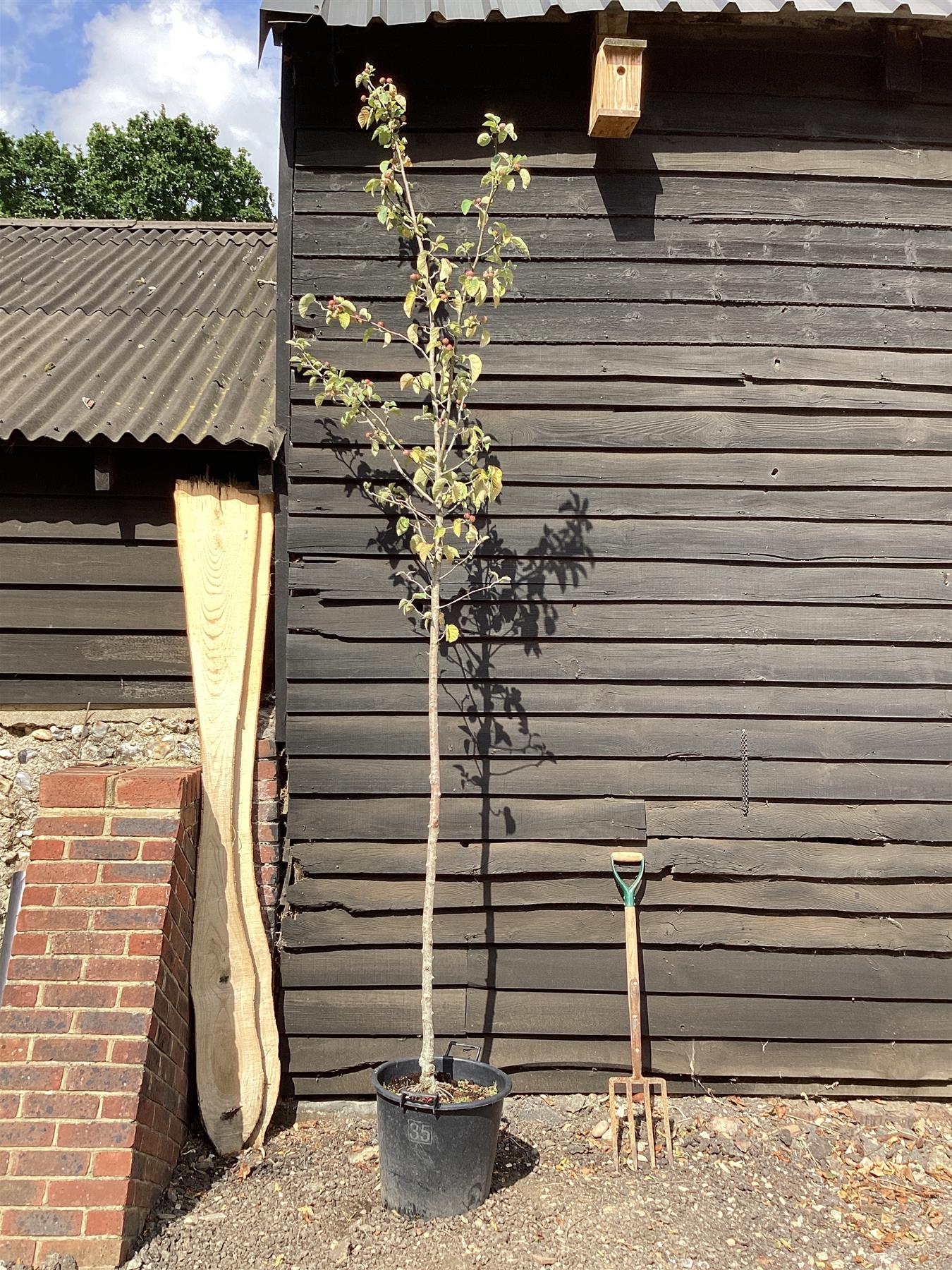 Malus tschnoskii | Chonosuki Crab Apple, Clear Stem - 200-250cm, 30lt