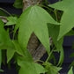 Liquidambar styraciflua | Sweet Gum Tree - Frame - 200-210cm, 55lt