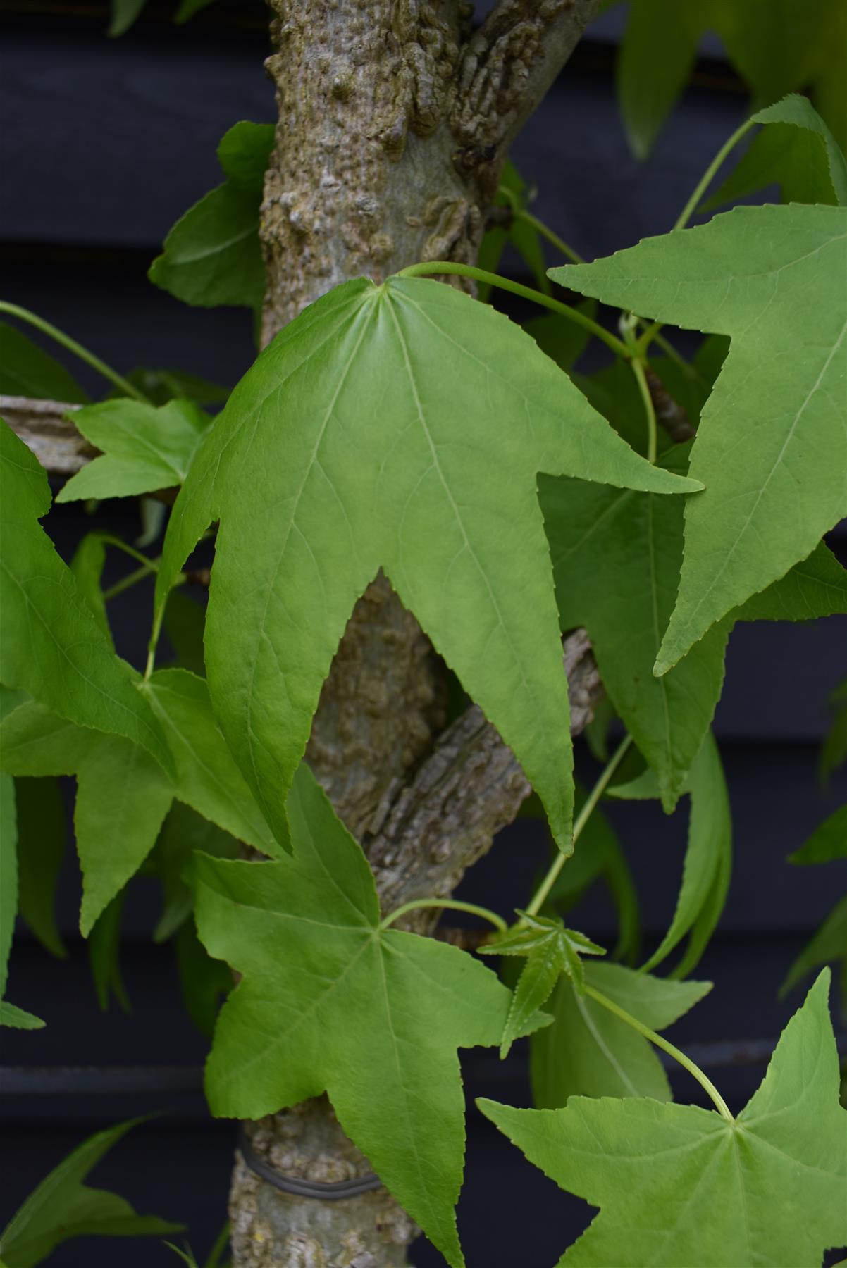 Liquidambar styraciflua | Sweet Gum Tree - Frame - 200-210cm, 55lt