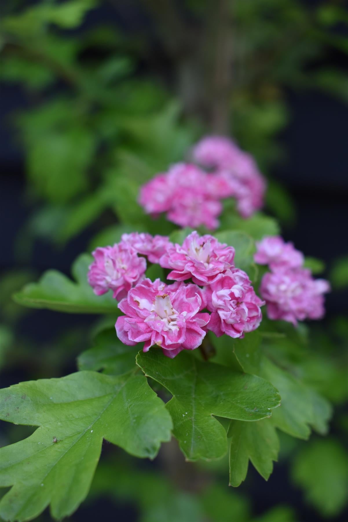 Crataegus Laevigata 'Rosea Flore Pleno' - 140-180cm, 10lt