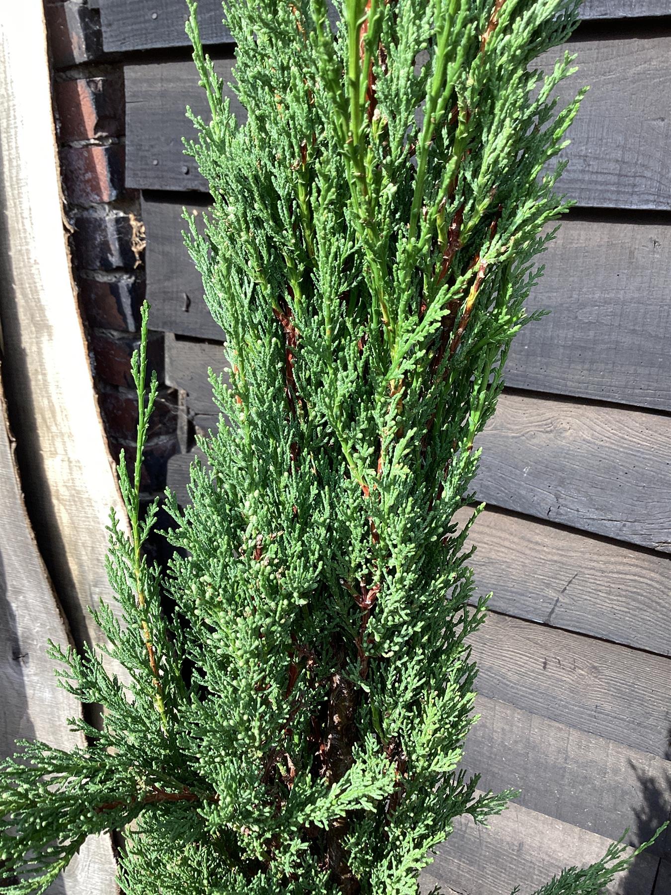 Cupressus sempervirens (Italian Cypress) - 180/190cm, 20lt