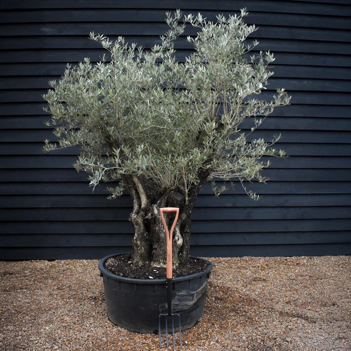 Olive Tree |  Olea Europea - Specimen - Leaning Triple branched Gnarly - Trunk height 80cm - Height 180-200cm - Girth 140cm - 240lt