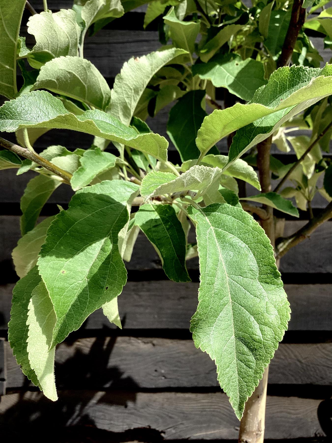 Apple tree 'Granny Smith' | Malus domestica  - Semi Dwarfing - Height 150-160cm - 20lt