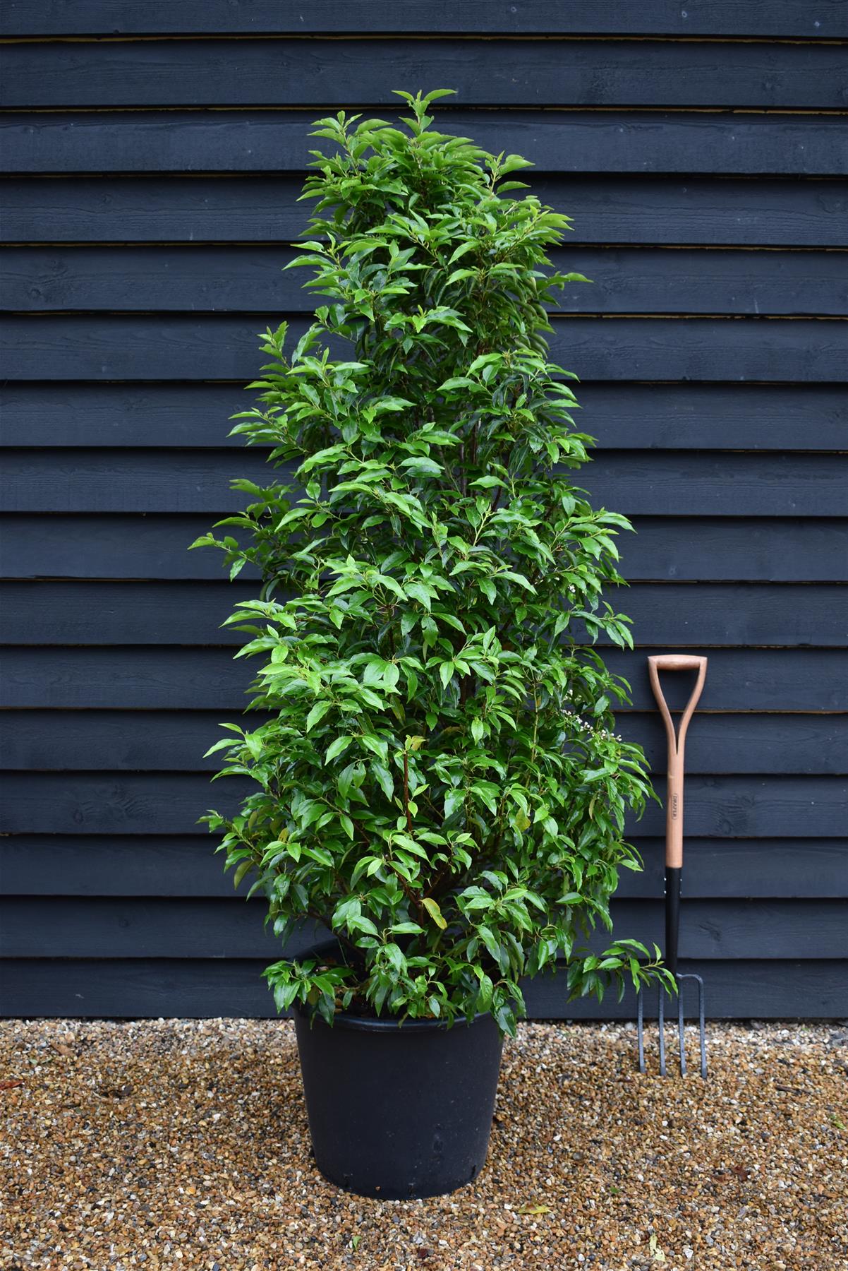 Prunus lusitanica 'Angustifolia' - Bushy - Height 170-190cm - 45lt