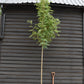 Sorbus aucuparia Asplenifolia Mountain Ash - Clear Stem - Standard - Girth 10-12cm - Height 400-420cm - 70lt