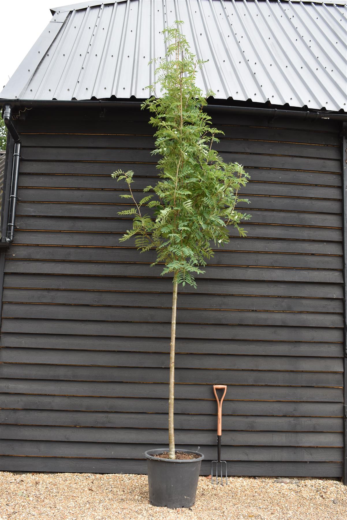 Sorbus aucuparia Asplenifolia Mountain Ash - Clear Stem - Standard - Girth 10-12cm - Height 400-420cm - 70lt