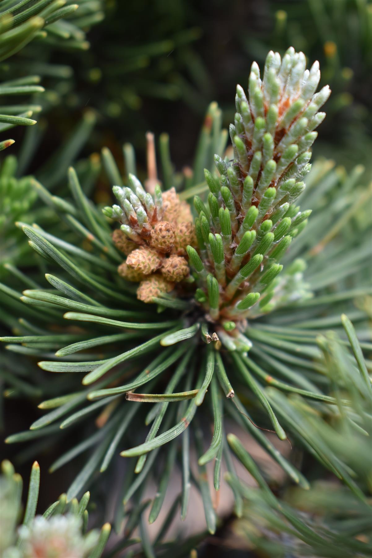 Pinus mugo 'Picobello' | Dwarf Mountain Pine - Height 20-30cm - Width 30cm - 10-12lt