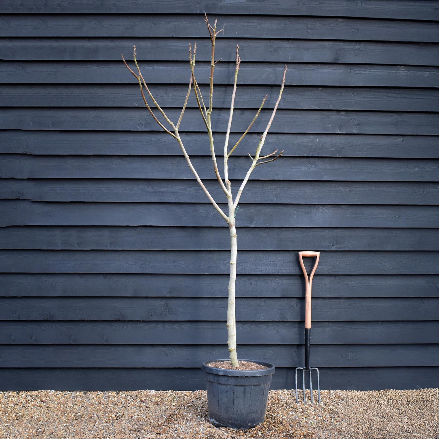 Fig - Ficus carica 'Brogiotto Bianco' - Half Standard - Height 180-200cm - 35lt