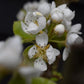 Plum tree 'Mirabelle de Nancy' | Prunus domestica - Height 100-120cm - 20lt