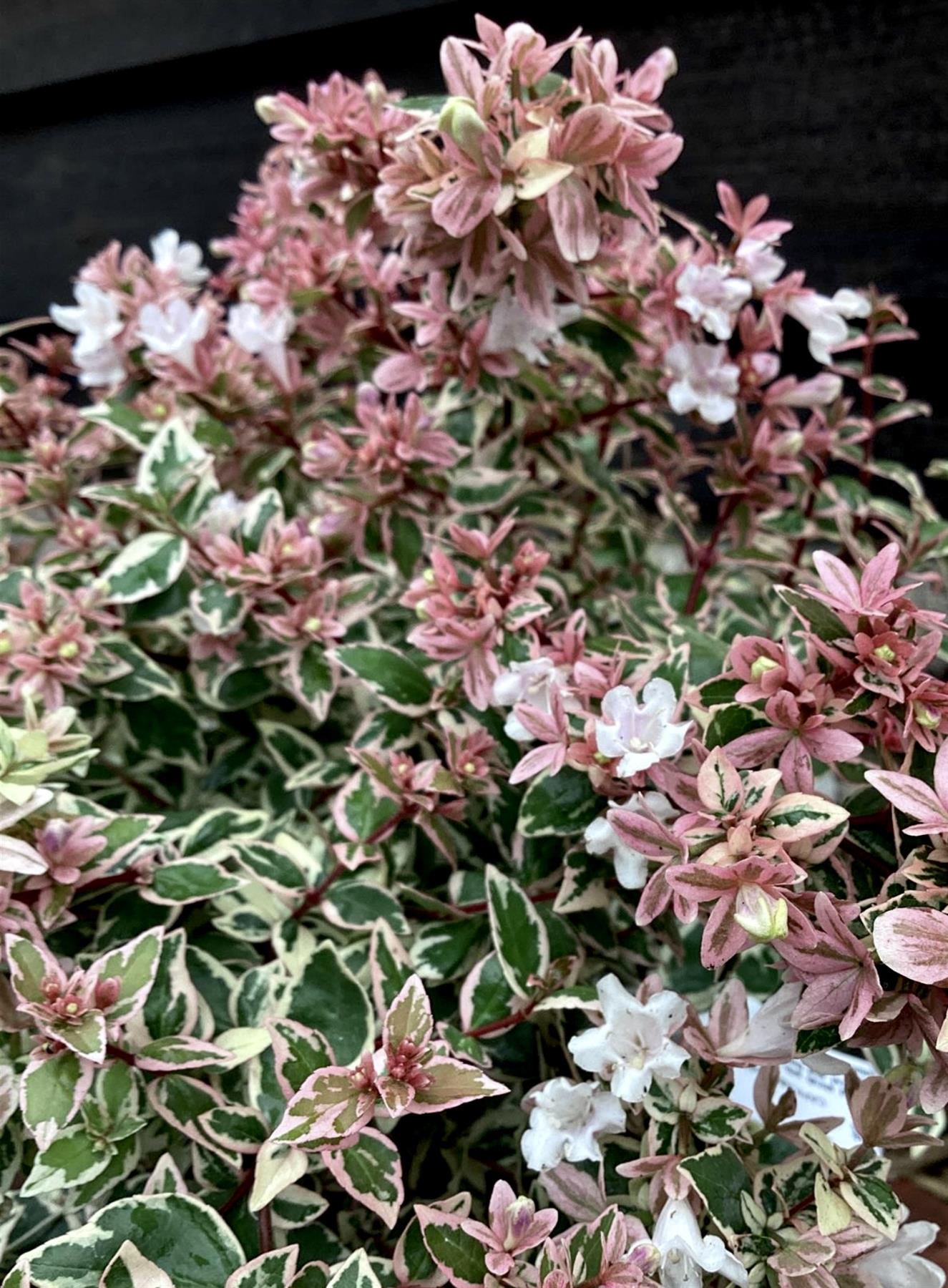 Abelia grandiflora Magic Daydream - 10/40cm, 2lt