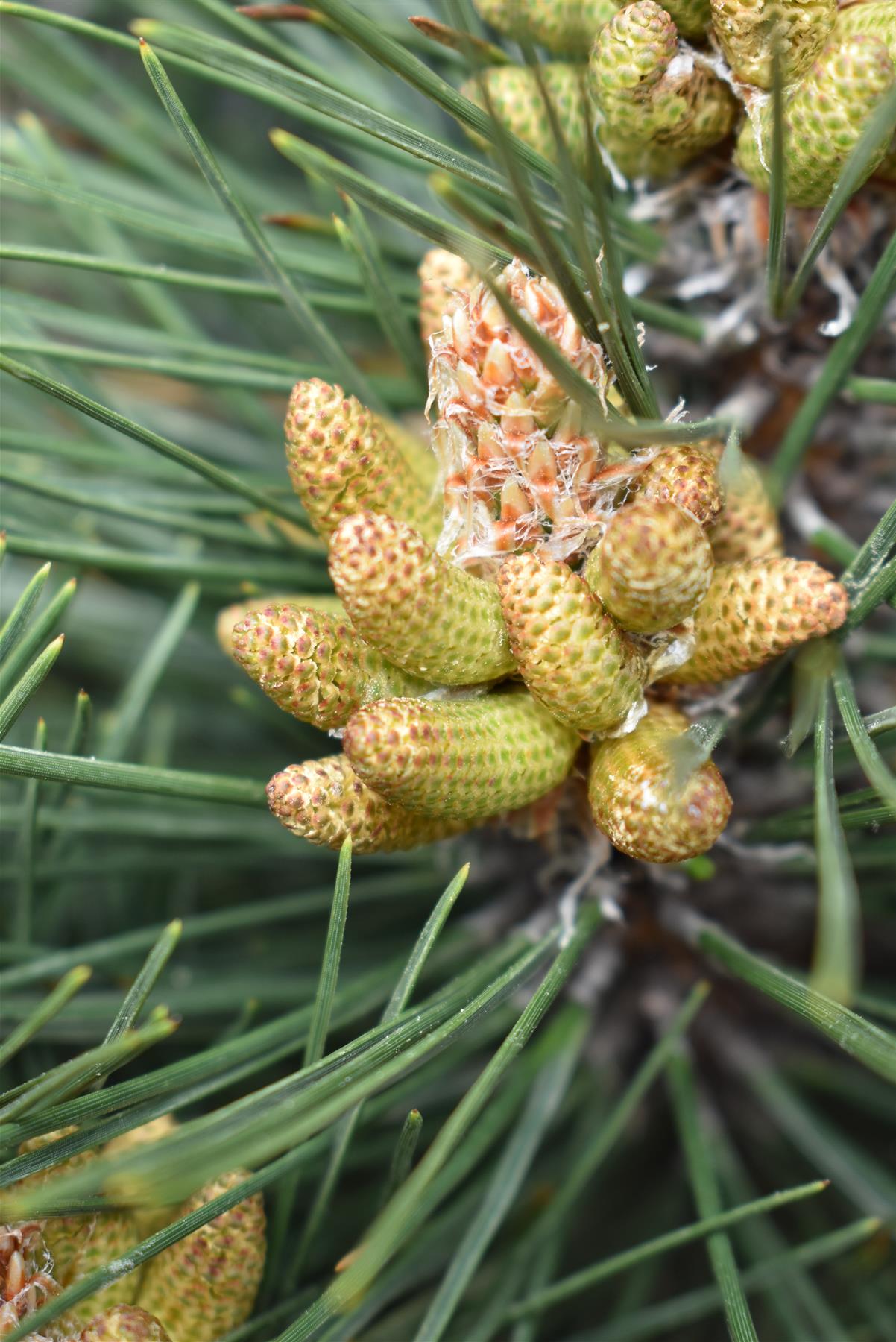 Pinus nigra 'Komet' | Dwarf Mountain Pine - Height 100-110cm - Width 40cm - 25