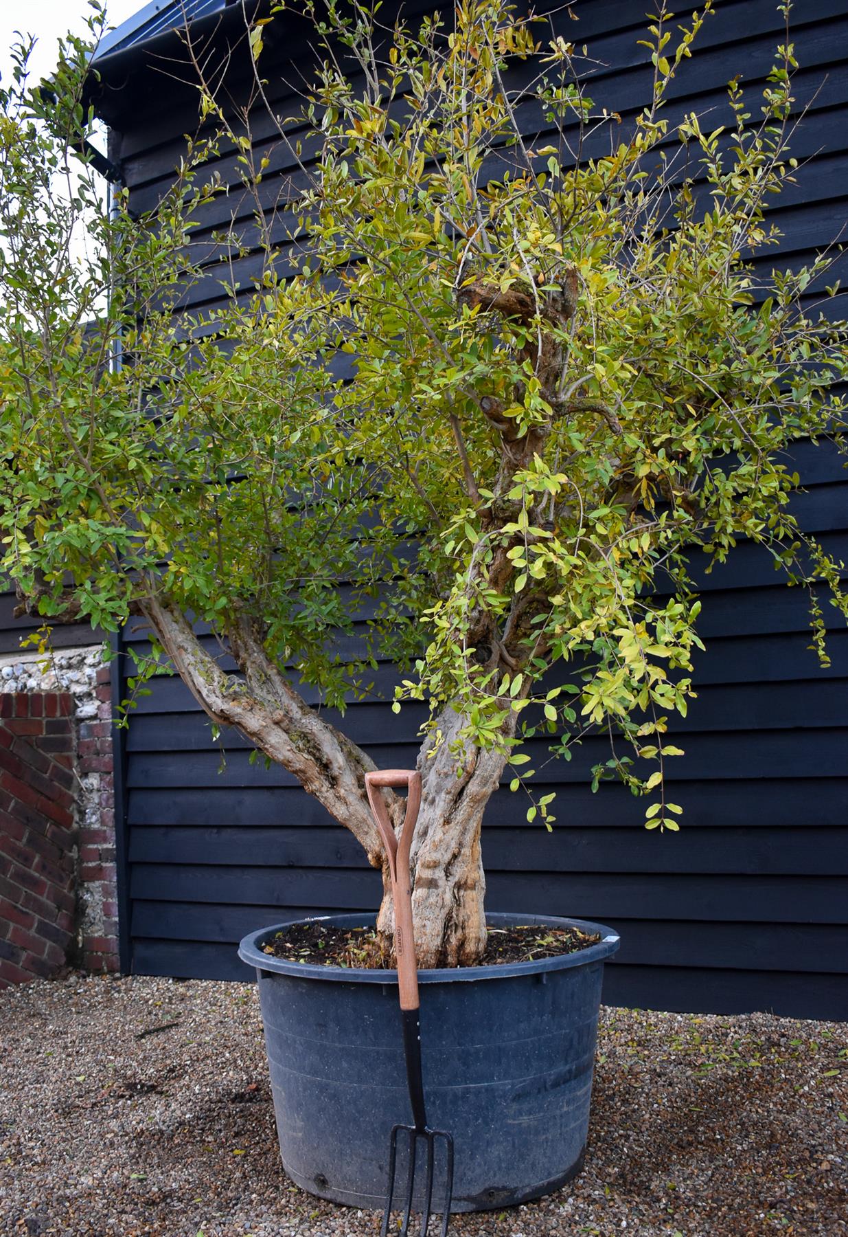 Pomegranate | Punica granatum - Mature Specimen - 3 Branches - Height 240-280cm - 350lt