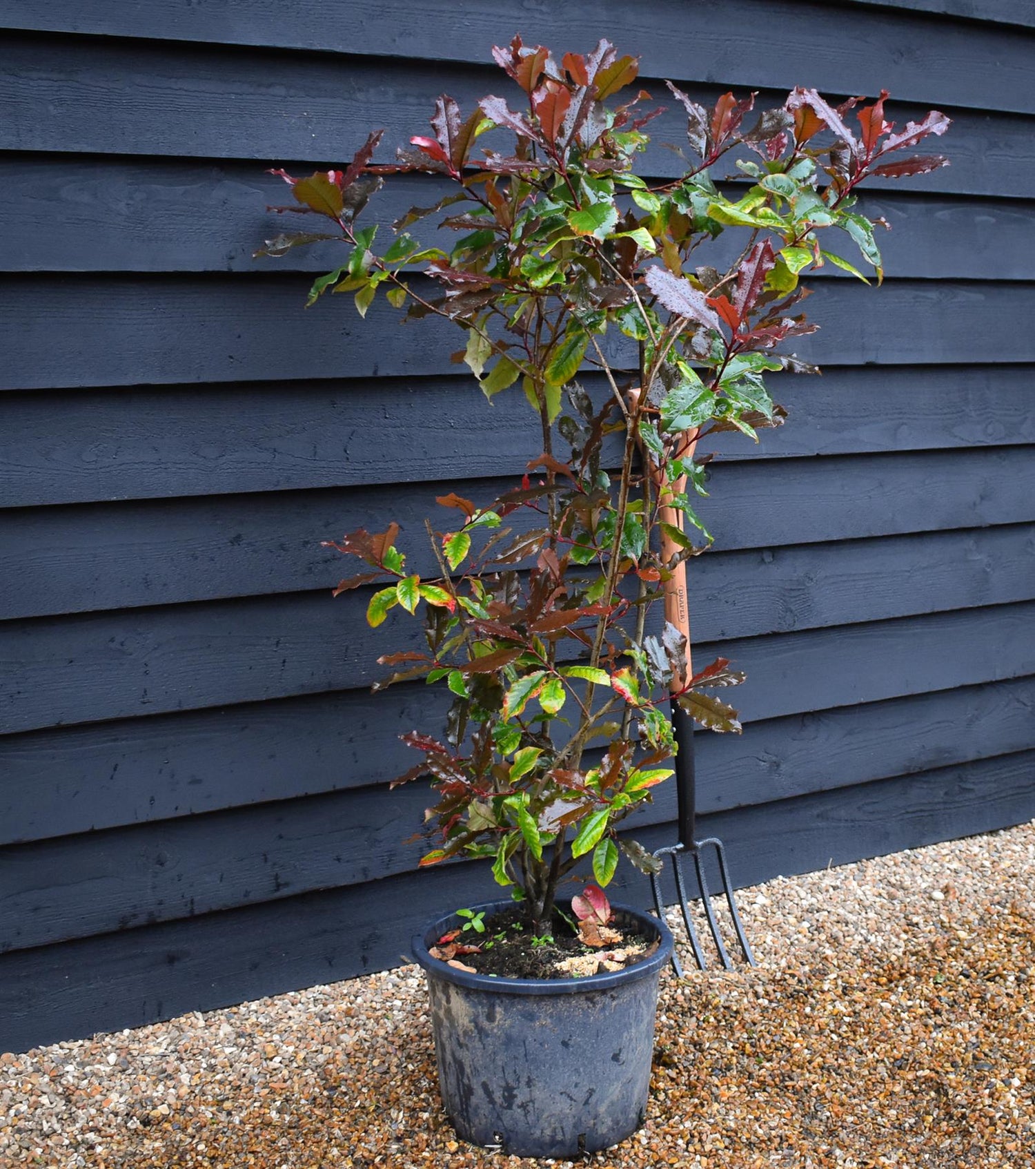 Photinia Magical Volcano | Christmas berry - Bush - Shrub - Hegding - 120-140cm - 20lt