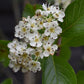 Crataegus Persimilis 'Prunifolia' | Broad-leaved Cockspur Thorn - 200 -230cm, 30lt