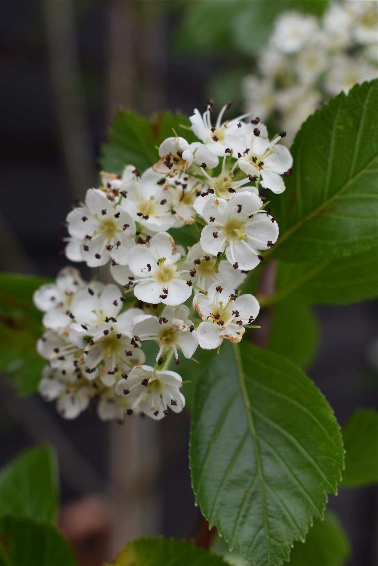 Crataegus Persimilis 'Prunifolia' | Broad-leaved Cockspur Thorn - 200 -230cm, 30lt