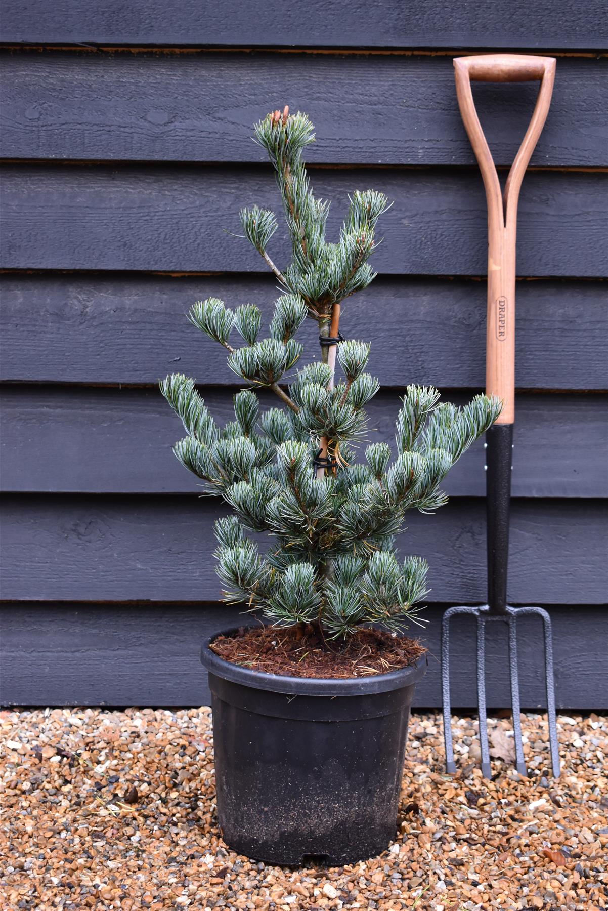 Pinus parviflora 'Ara kawa'| Japanese white pine 'Negishi' - Height - 60-80cm - 15lt