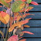 Amelanchier can. October Flame - Height 120-150cm, 10lt