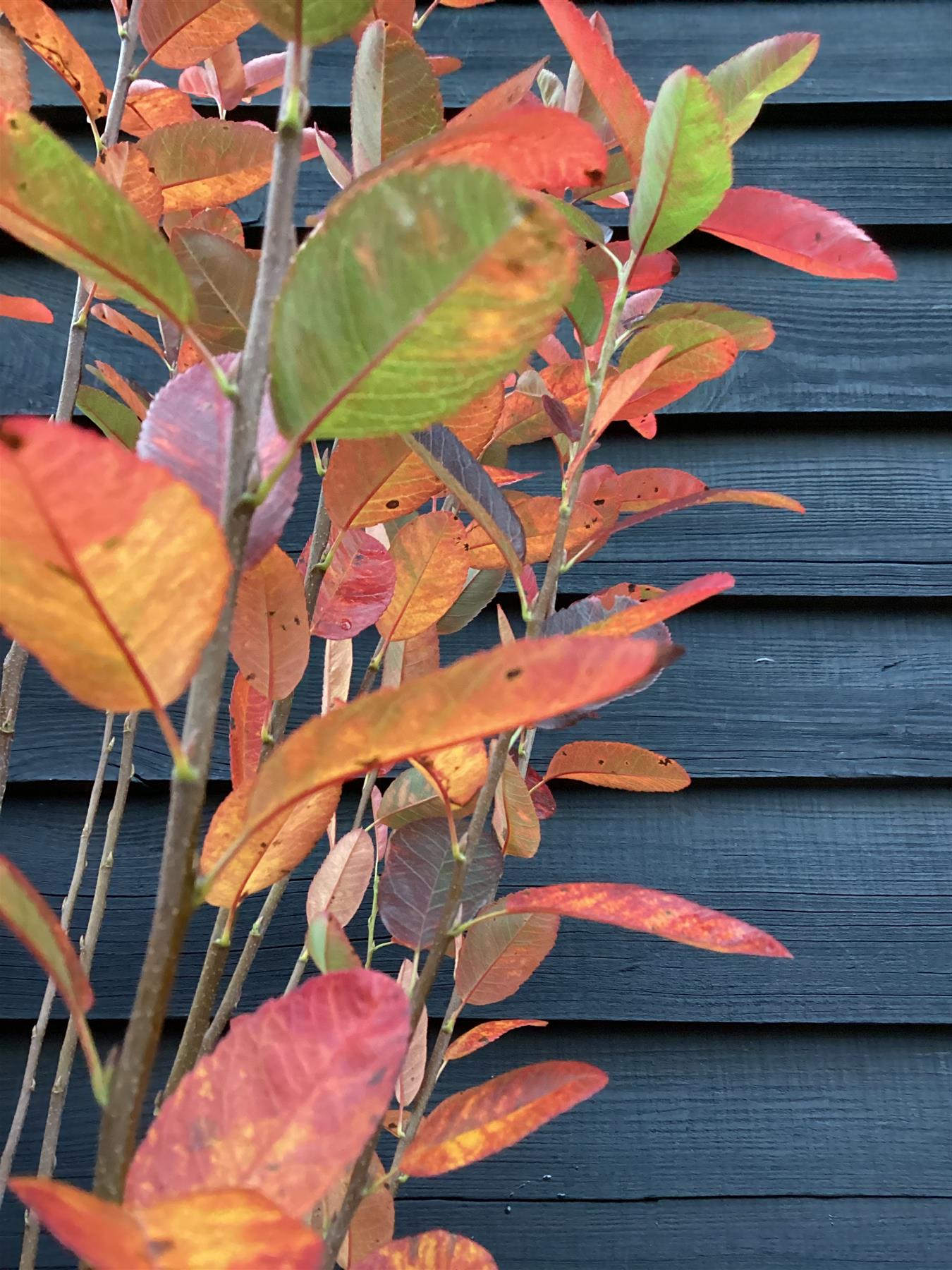 Amelanchier can. October Flame - Height 120-150cm, 10lt