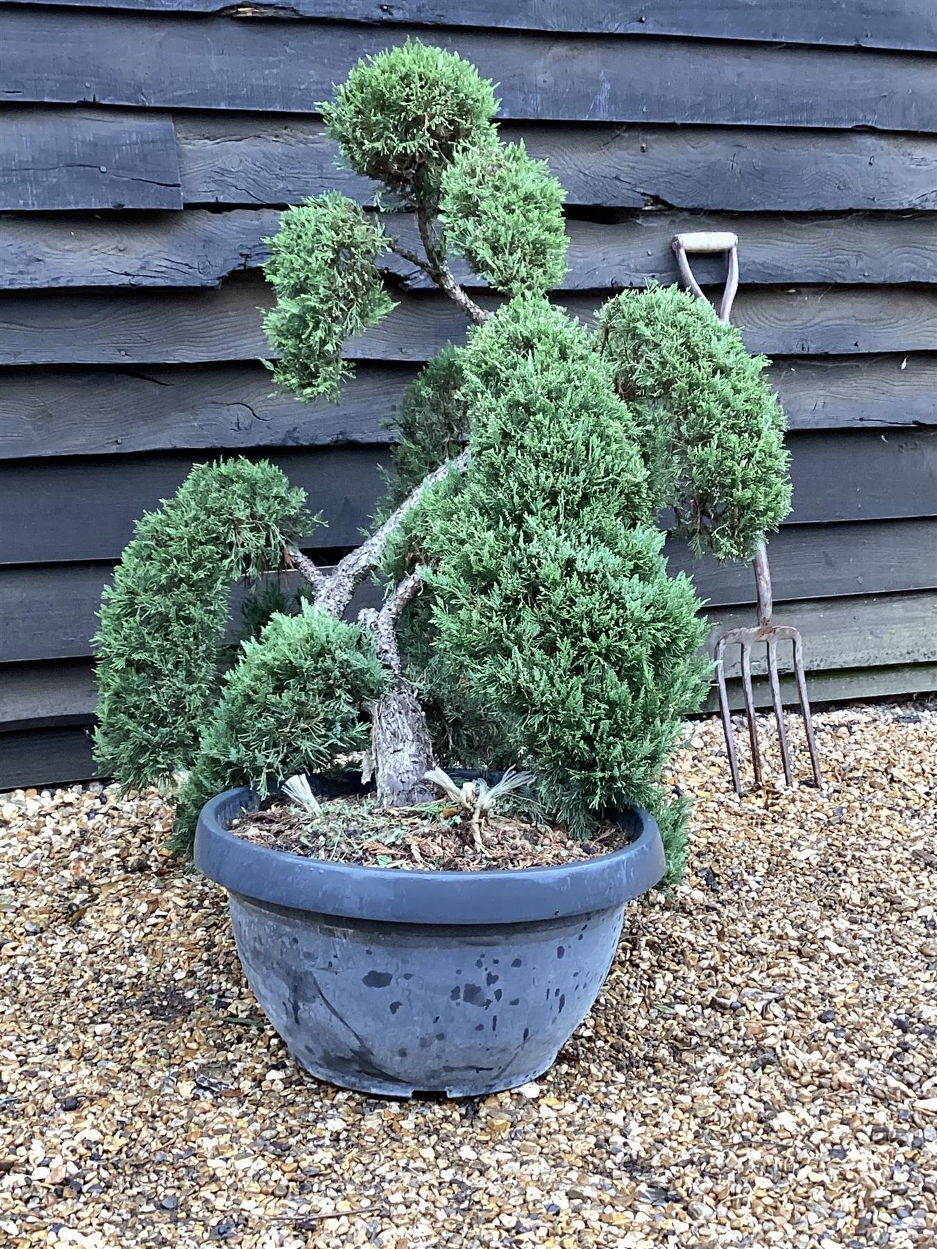 Juniperus Communis Prostrata |  Bonsai - 110cm - 40lt