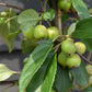 Malus Gorgeous | Crab Apple -  Height - 180-200cm - 20lt