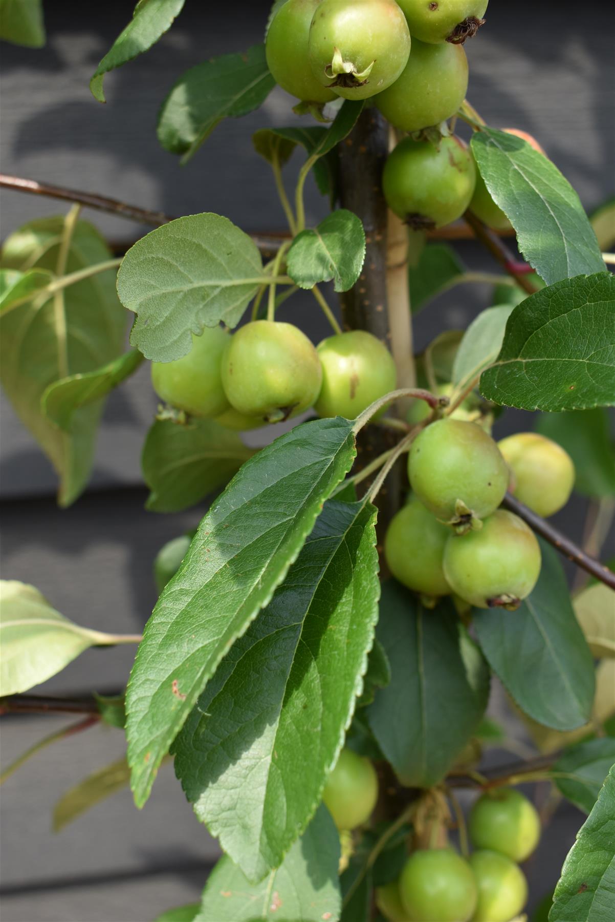 Malus Gorgeous | Crab Apple -  Height - 180-200cm - 20lt