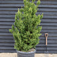 Taxus Media 'Hillii' | Yew Tree/Large Shrub - Upright Taxus - Bushy - Height 160-180cm - 130lt