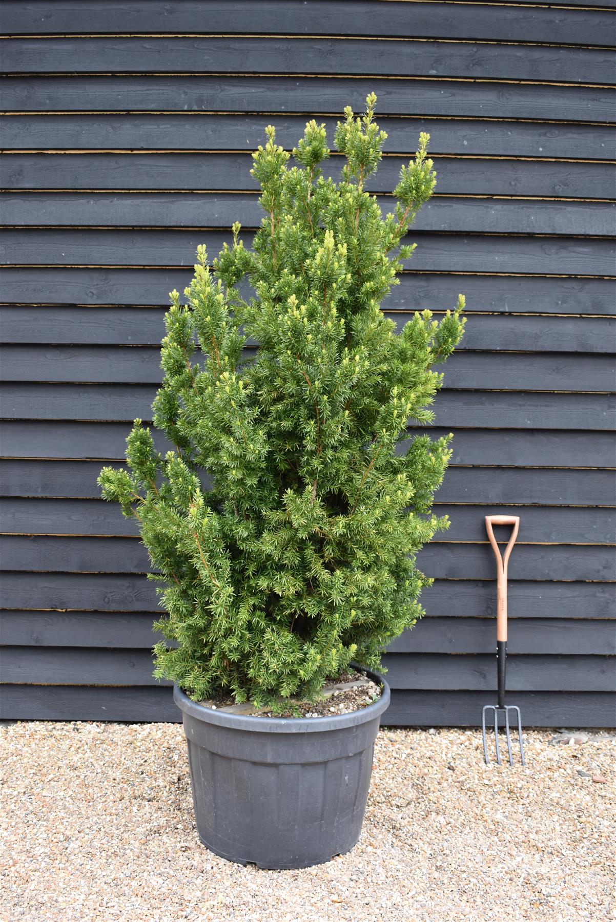 Taxus Media 'Hillii' | Yew Tree/Large Shrub - Upright Taxus - Bushy - Height 160-180cm - 130lt